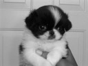 "Cooper" at 8 weeks
